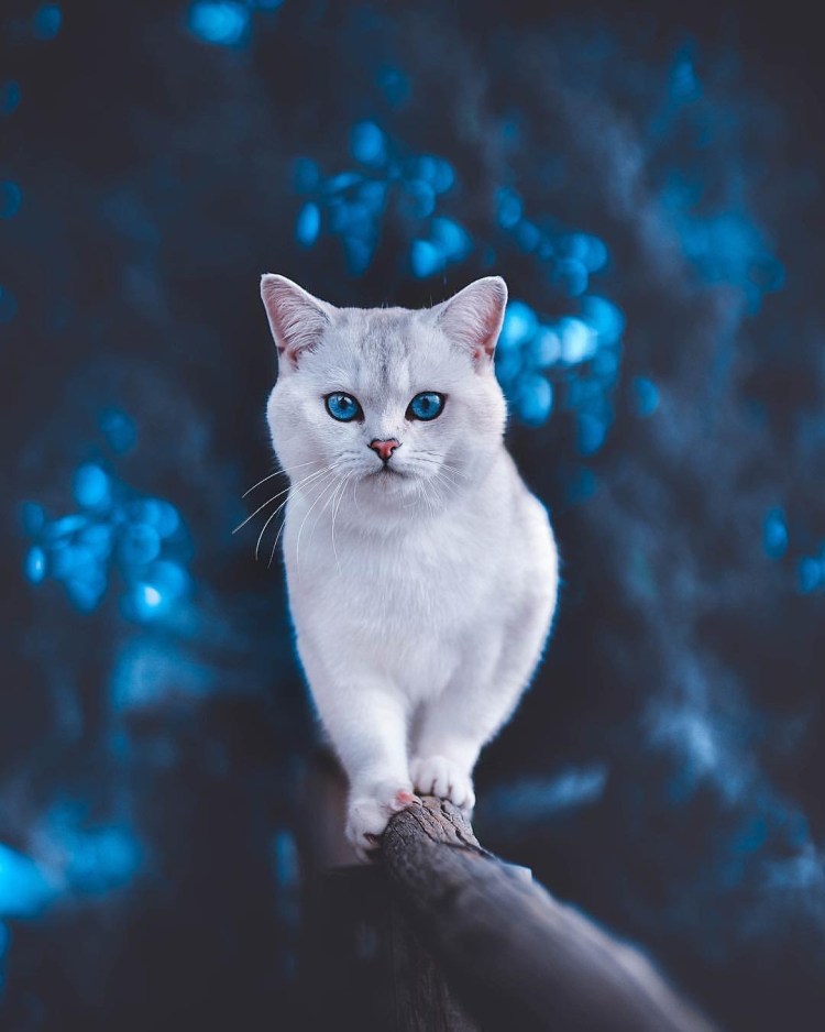 Белая кошка с голубыми глазами