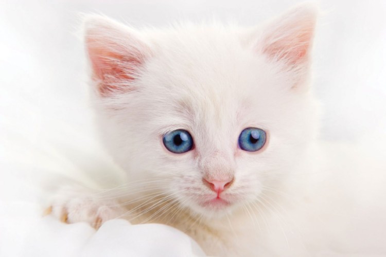 Као мани голубоглазые