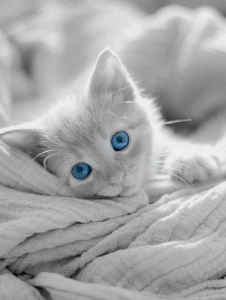 Шиншилла Пойнт Коби