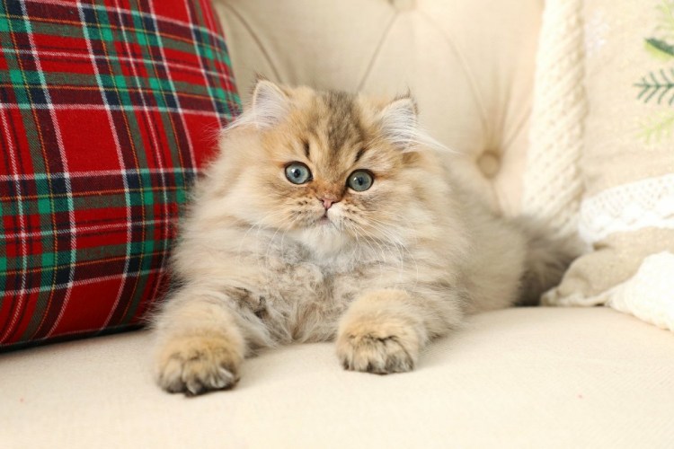 Персидский кот Золотая шиншилла