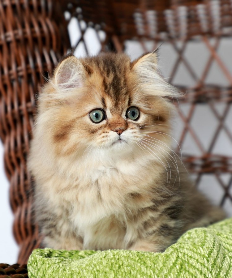 Британская Золотая шиншилла длинношерстная