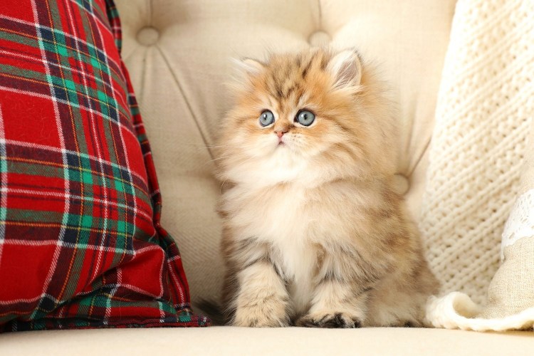 Персидская Золотая шиншилла кошка