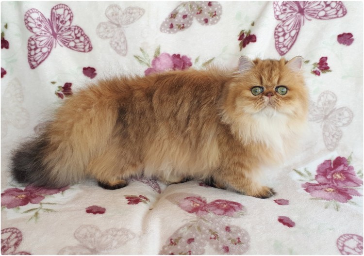 Персидская Золотая шиншилла