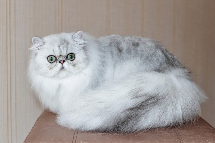 Персидская Золотая шиншилла кошка