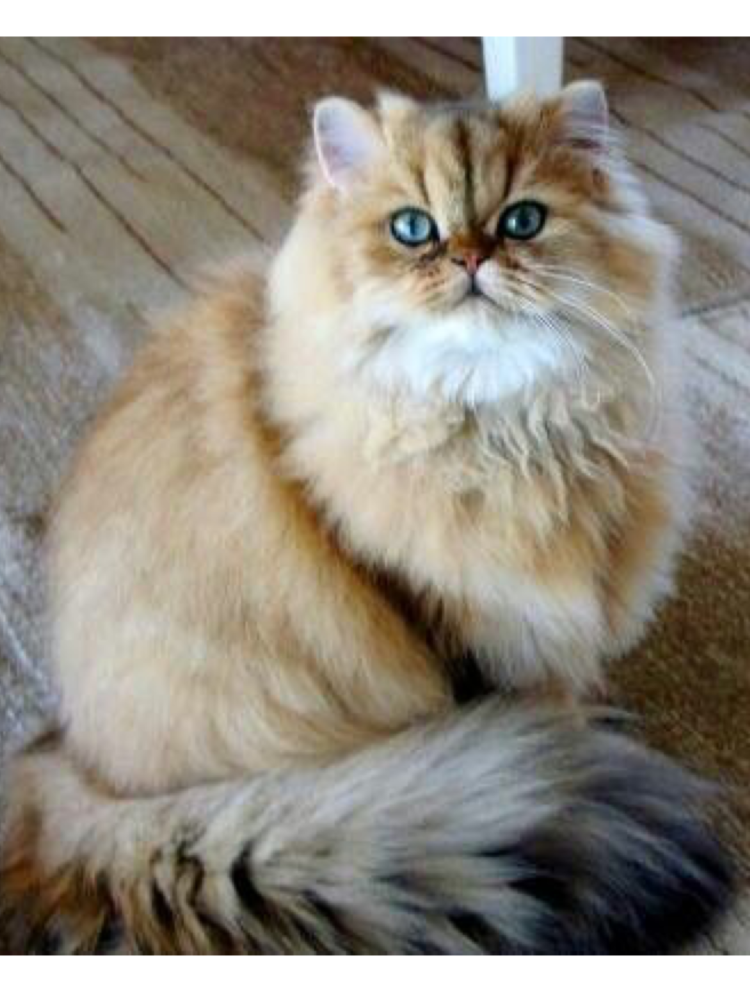 Золотая шиншилла кошка длинношерстная