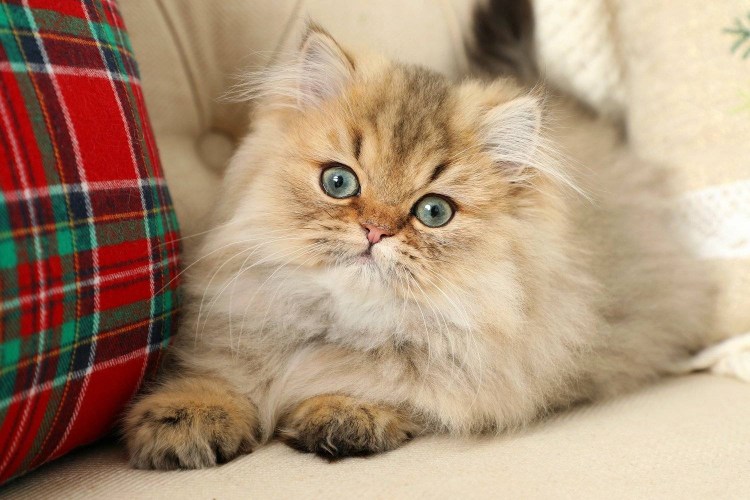 Персидская Золотая шиншилла