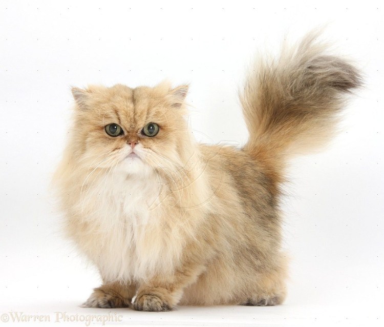 Ангорская шиншилла кошка