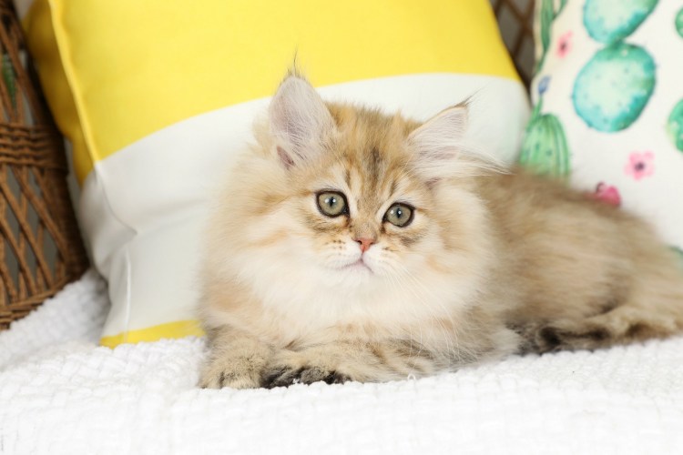 Персидская Золотая шиншилла