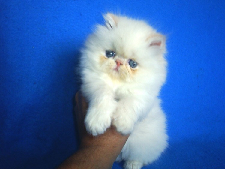 Персидская длинношерстная черная кошка