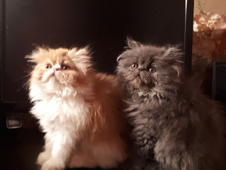 Персидская кошка кремовая