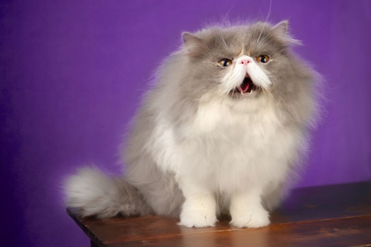 Перс экстремал биколор