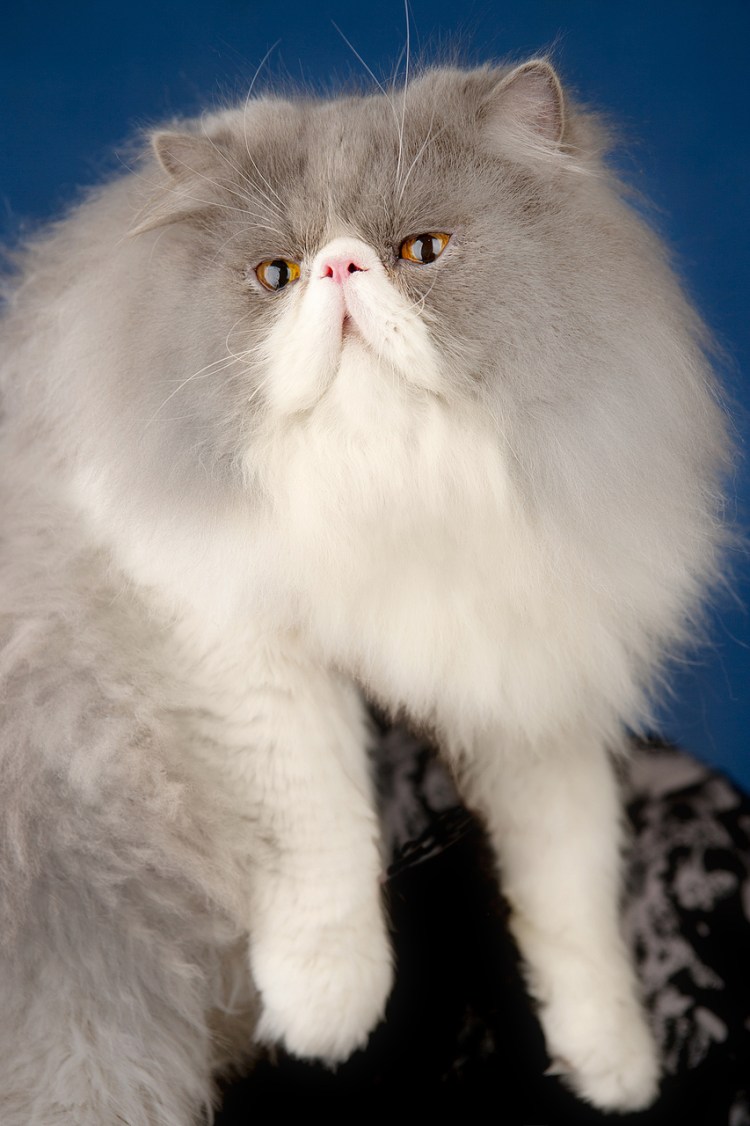 Персидские котята экстремалы