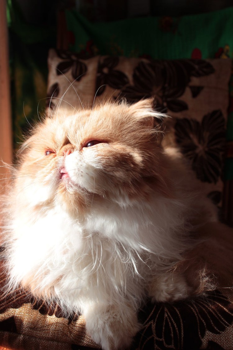Рыжий персидский кот