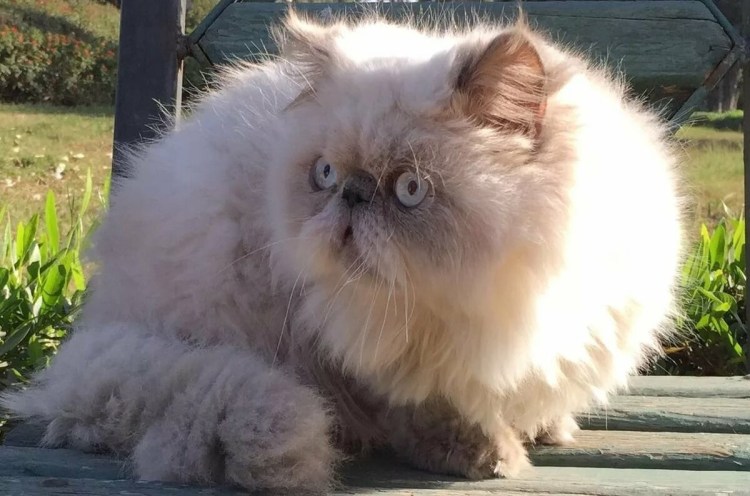 Персидская кошка