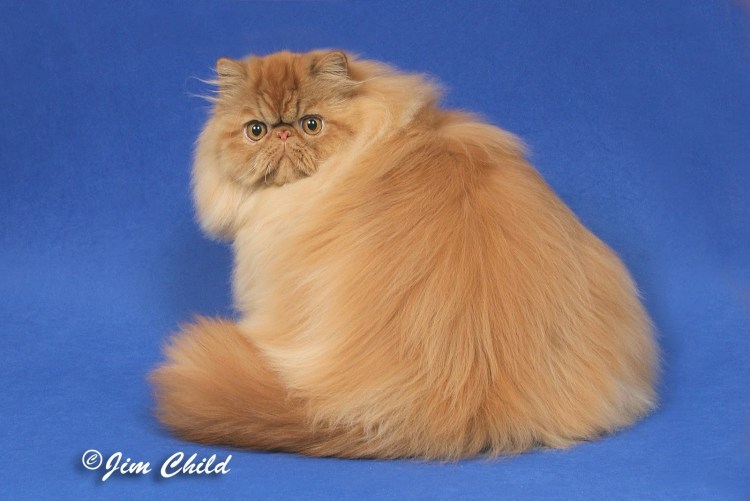 Персидская шиншилла экзот