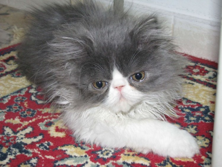 Длинношёрстная Персидская кошка рыжий