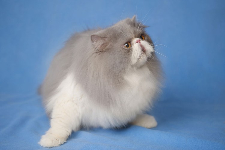 Персидская кошка котята