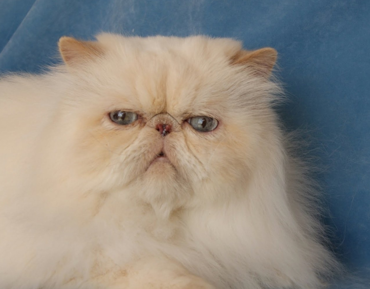 Рыжий персидский кот