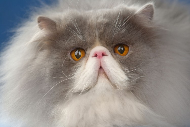Персидская экстремальная кошка
