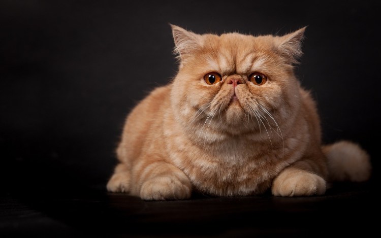 Персидский экзот экстремал