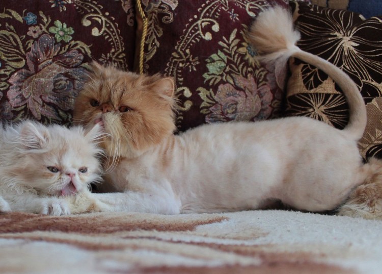 Экзот длинношерстный