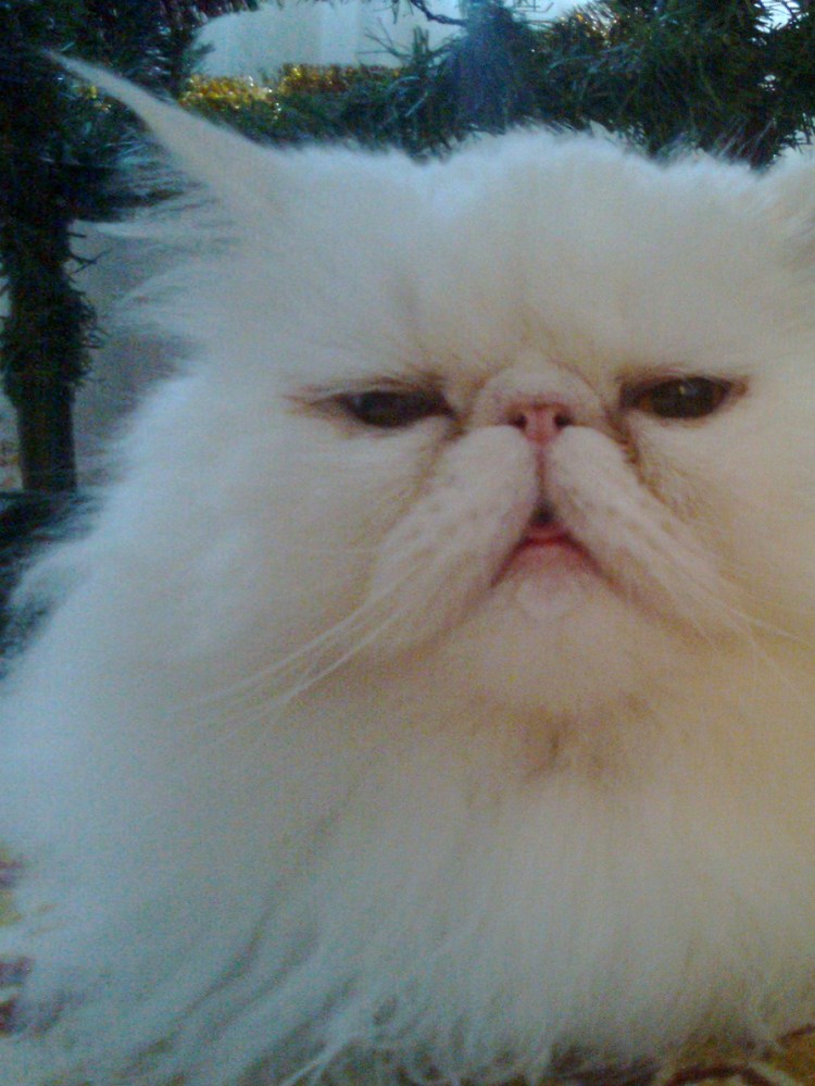 Экзот шиншилла