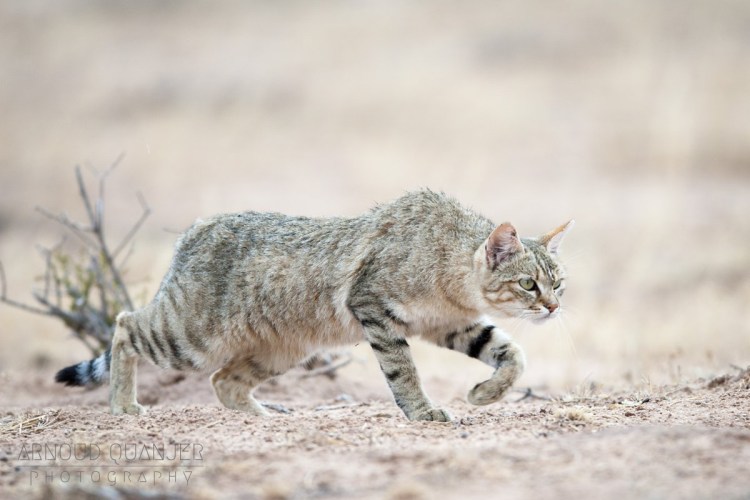 Степная кошка (Felis Libyca)