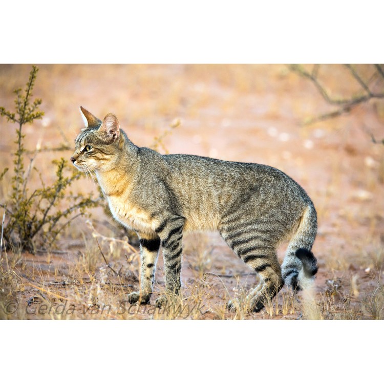 Степная кошка (Felis Libyca)