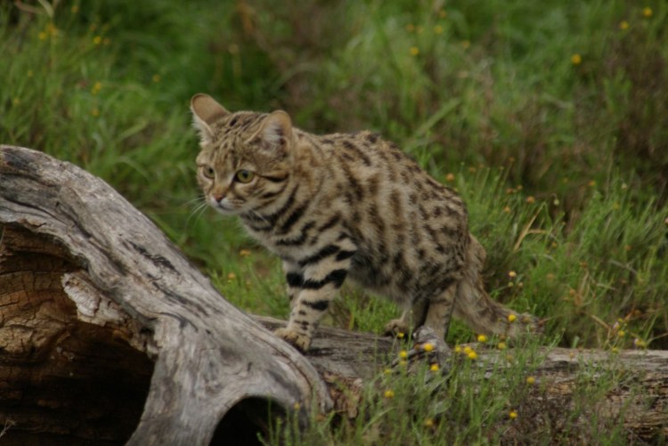 Ливийская Буланская кошка