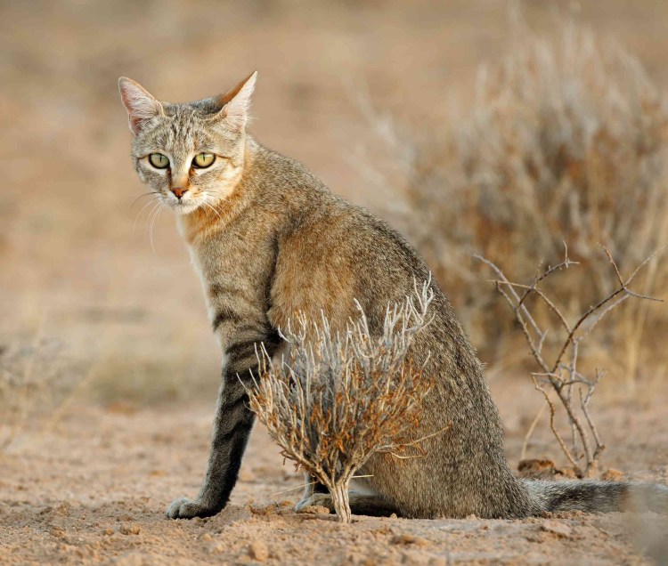 Степная кошка (Felis Libyca)