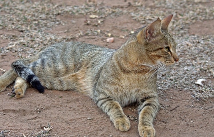 Felis Silvestris Ornata