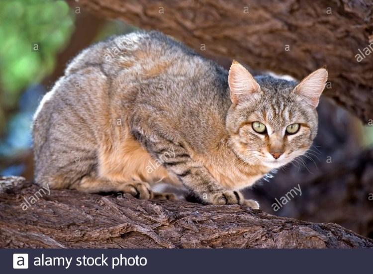 Степной кот (Felis Silvestris lybica)