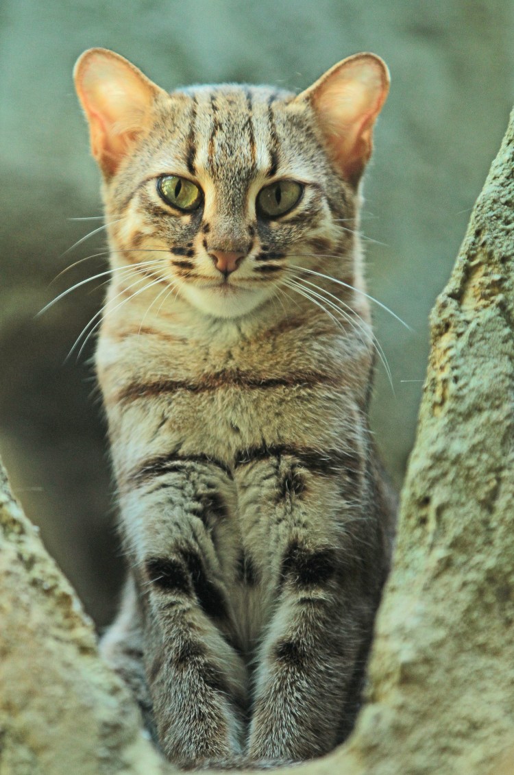 Нубийская Буланая кошка