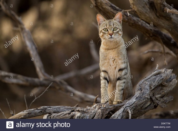 Степной Лесной кот