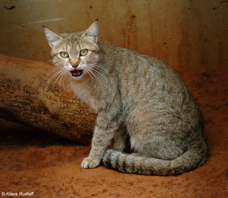 Felis Silvestris lybica