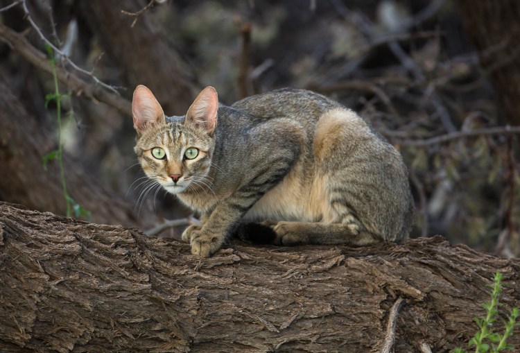 Степная кошка (Felis Libyca)