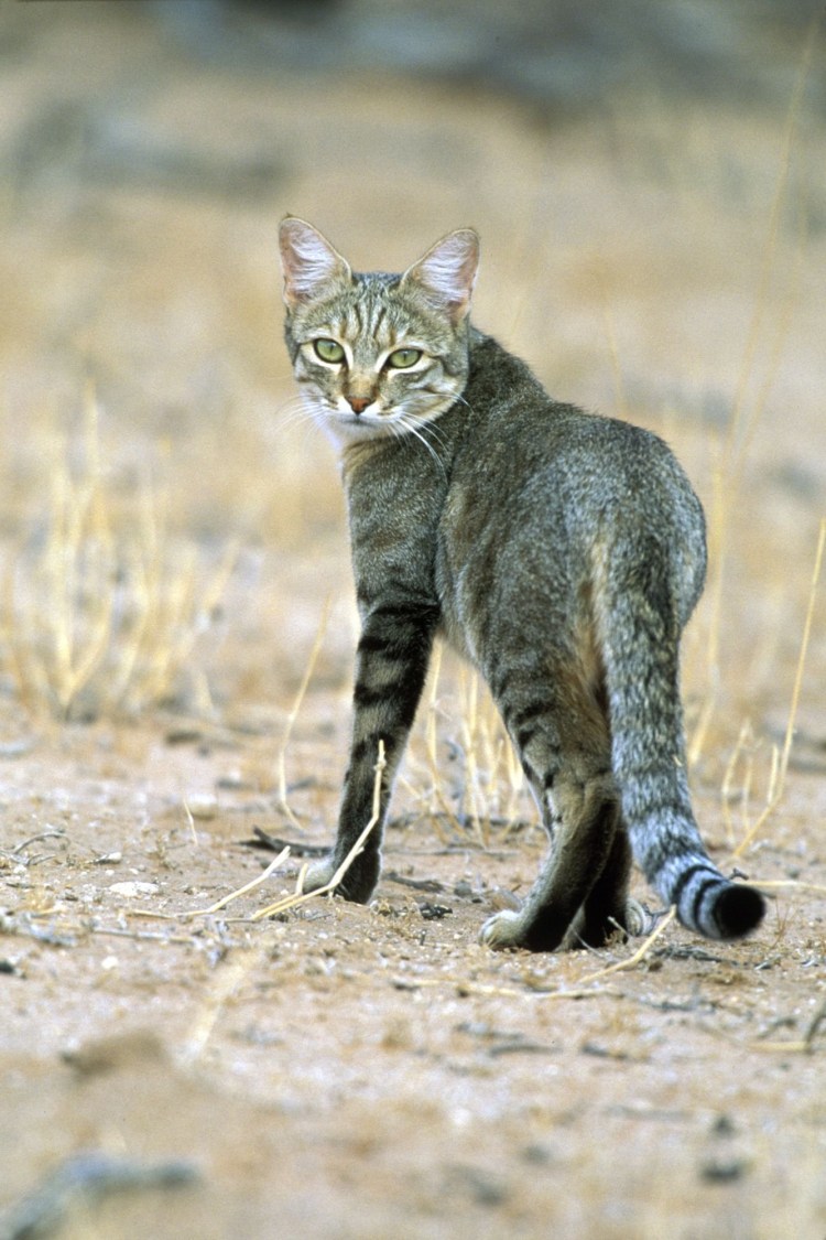Ливийская или нубийская Дикая кошка
