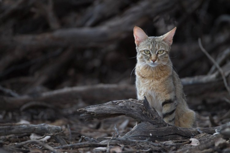 Степной Лесной кот