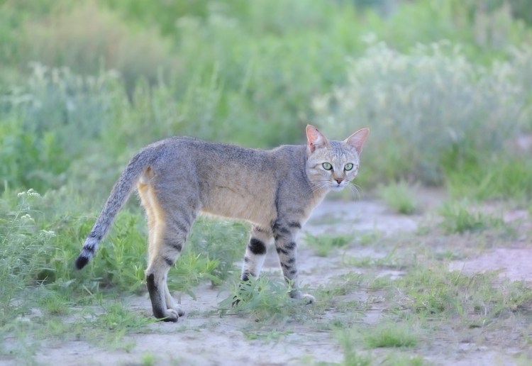 Степной кот (Felis Silvestris lybica)