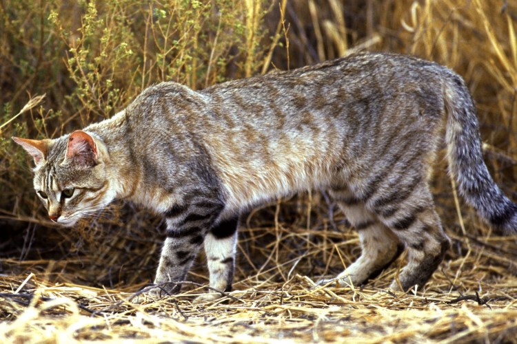 Кот Felis Silvestris lybica