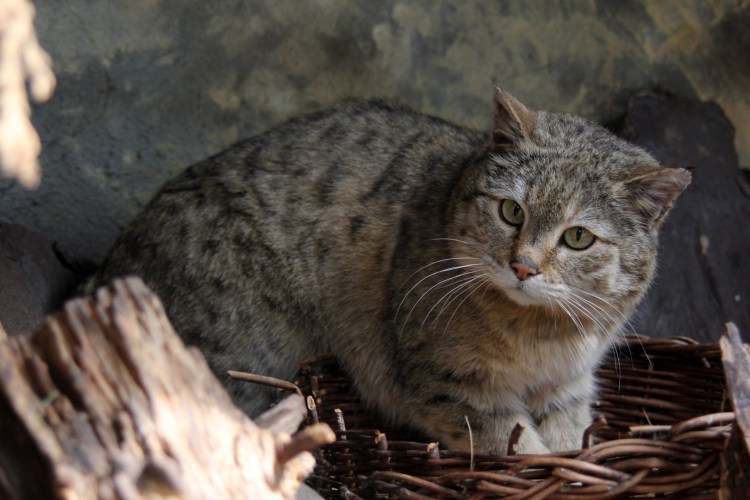 Кошки пустыни