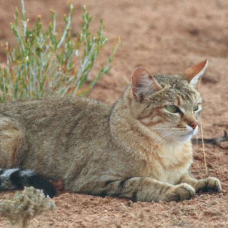 Степной кот Оренбургской области