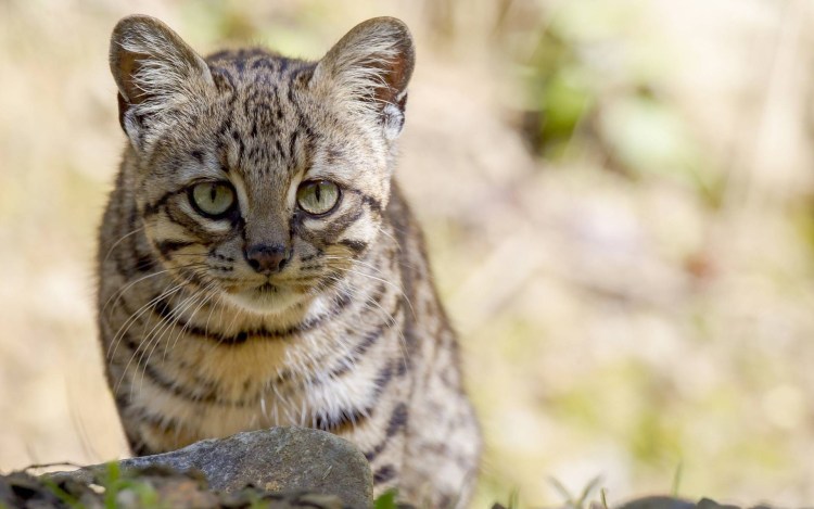 Степная кошка (Felis Libyca)
