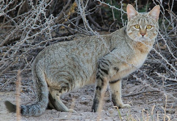 Степная кошка (Felis Libyca)