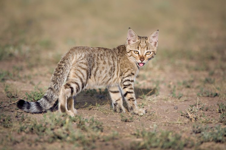 Степной кот (Felis Silvestris lybica)