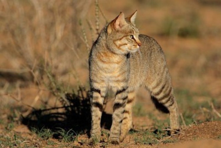 Африканская Дикая кошка (Felis lybica)