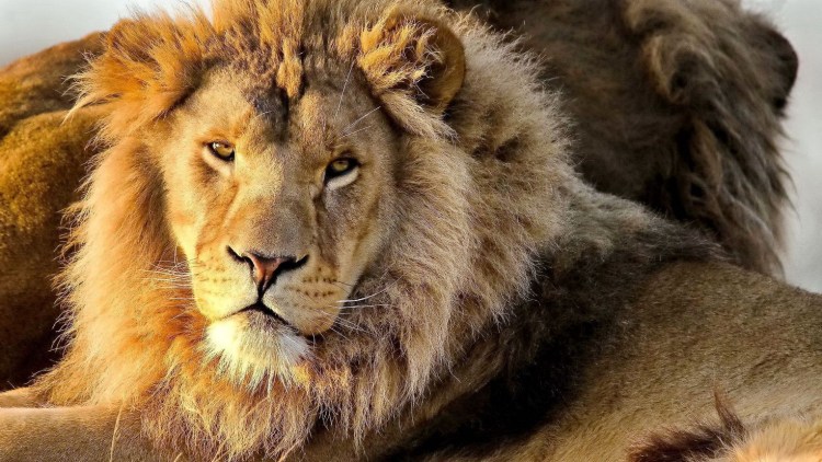 Азиатский Лев