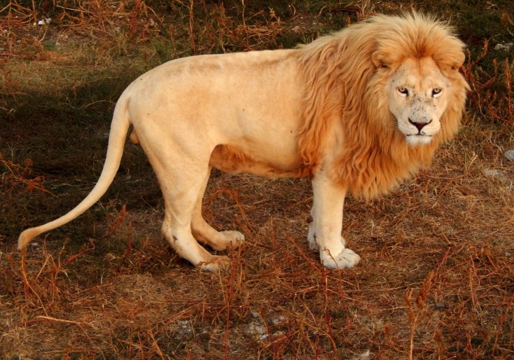 Лев с пышной гривой