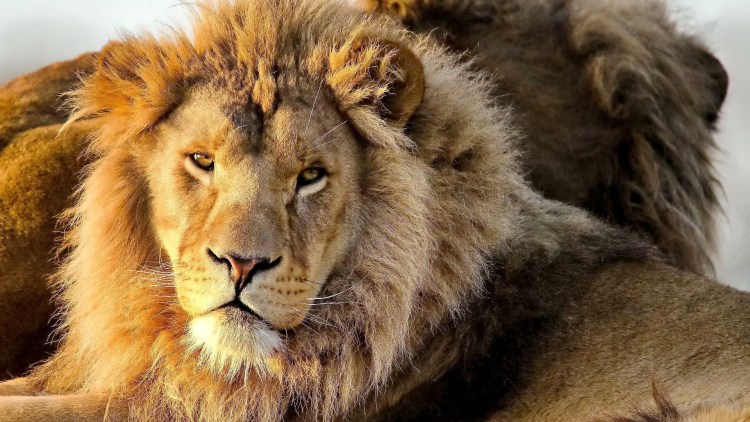 Величественный Лев