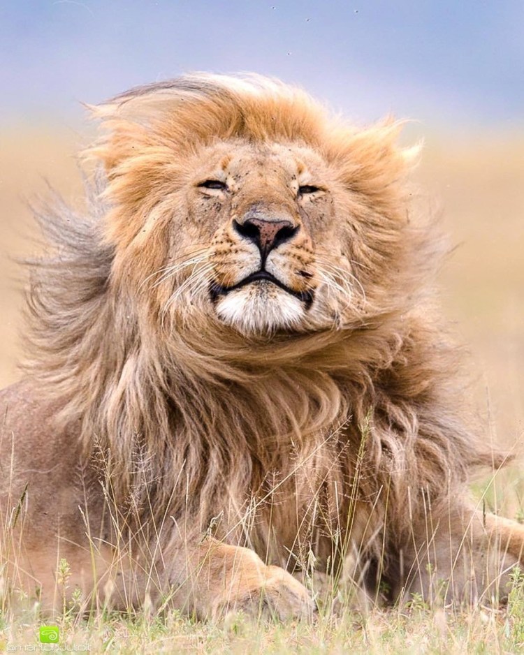 Шкура Льва